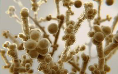 Everyone has Candida. Is it in balance?